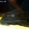 Amazon sailfin catfish - Pterygoplichthys pardalis