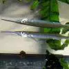 Halfbeak - Hemirhamphodon pogonognathus