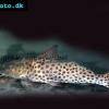 Jello band catfish - Aguarunichthys torosus