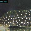 Snowflake Pleco - Baryancistrus niveatus