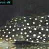Snowflake Pleco - Baryancistrus niveatus