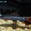 Rainbow shark - Epalzeorhynchos frenatum