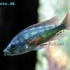 Victoria biglip hap cichlid - Haplochromis chilotes