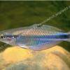 Goldie river rainbowfish - Melanotaenia goldiei