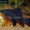 Black shark - Labeo chrysophekadion