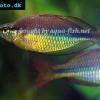 Regal rainbowfish - Melanotaenia trifasciata