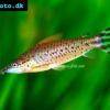 Flagtail catfish - Dianema urostriatum