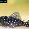 Pleco catfish l201 - Hypancistrus contradens