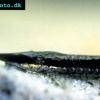 Twig catfish - Farlowella vittata