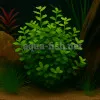 Bacopa australis
