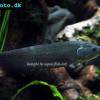 Reticulate knifefish - Papyrocranus afer