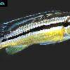 Malawi golden cichlid - Melanochromis auratus