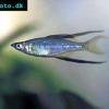 Threadfin rainbowfish - Iriatherina werneri