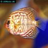 Zebra discus - Symphysodon sp. (Zebra)