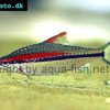 Denison barb - Sahyadria denisonii