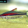 Denison barb - Sahyadria denisonii