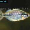 Kamaka rainbowfish - Melanotaenia kamaka