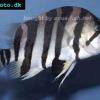 Siamese tigerfish - Datnioides polota