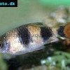 Tambraparni barb - Dawkinsia tambraparniei