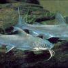 Salmontail catfish - Arius leptaspis