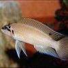 Brichard’s chalinochromis - Chalinochromis brichardi