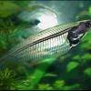 Glass catfish - Kryptopterus bicirrhis