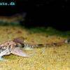 Marbled whiptail - Loricaria simillima