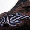 Zebra pleco - Hypancistrus zebra