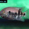 Southern checkmark cichlid - Chuco godmanni