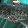 Mayan cichlid - Mayaheros urophthalmus