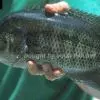 Mayan cichlid - Mayaheros urophthalmus