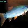 Blue loach - Yasuhikotakia modesta