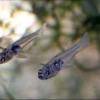 Glass goby - Gobiopterus chuno
