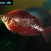 Red rainbowfish - Glossolepis incisa
