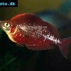 Red rainbowfish - Glossolepis incisa