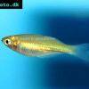 Crimson spot rainbowfish - Melanotaenia duboulayi