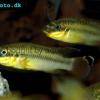 Striped kribensis - Pelvicachromis taeniatus