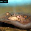 Ocellate river stingray - Potamotrygon motoro