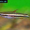 Dwarf pencilfish - Nannostomus marginatus