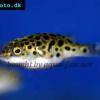 Green pufferfish - Tetraodon nigroviridis