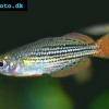 Dwarf rainbowfish - Melanotaenia maccullochi