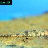 Common whiptail catfish - Rineloricaria parva
