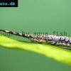 Amazon whiptail catfish - Farlowella amazonum