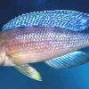 Slender cichlid - Cyprichromis leptosoma