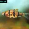 Fiveband barb - Desmopuntius pentazona