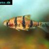 Fiveband barb - Desmopuntius pentazona