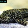 Gold marble bristlenose catfish - Ancistrus claro
