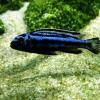 Blue electric cichlid - Melanochromis johannii