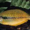Yakati rainbowfish - Melanotaenia angfa