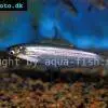 Blue sheatfish - Kryptopterus cryptopterus